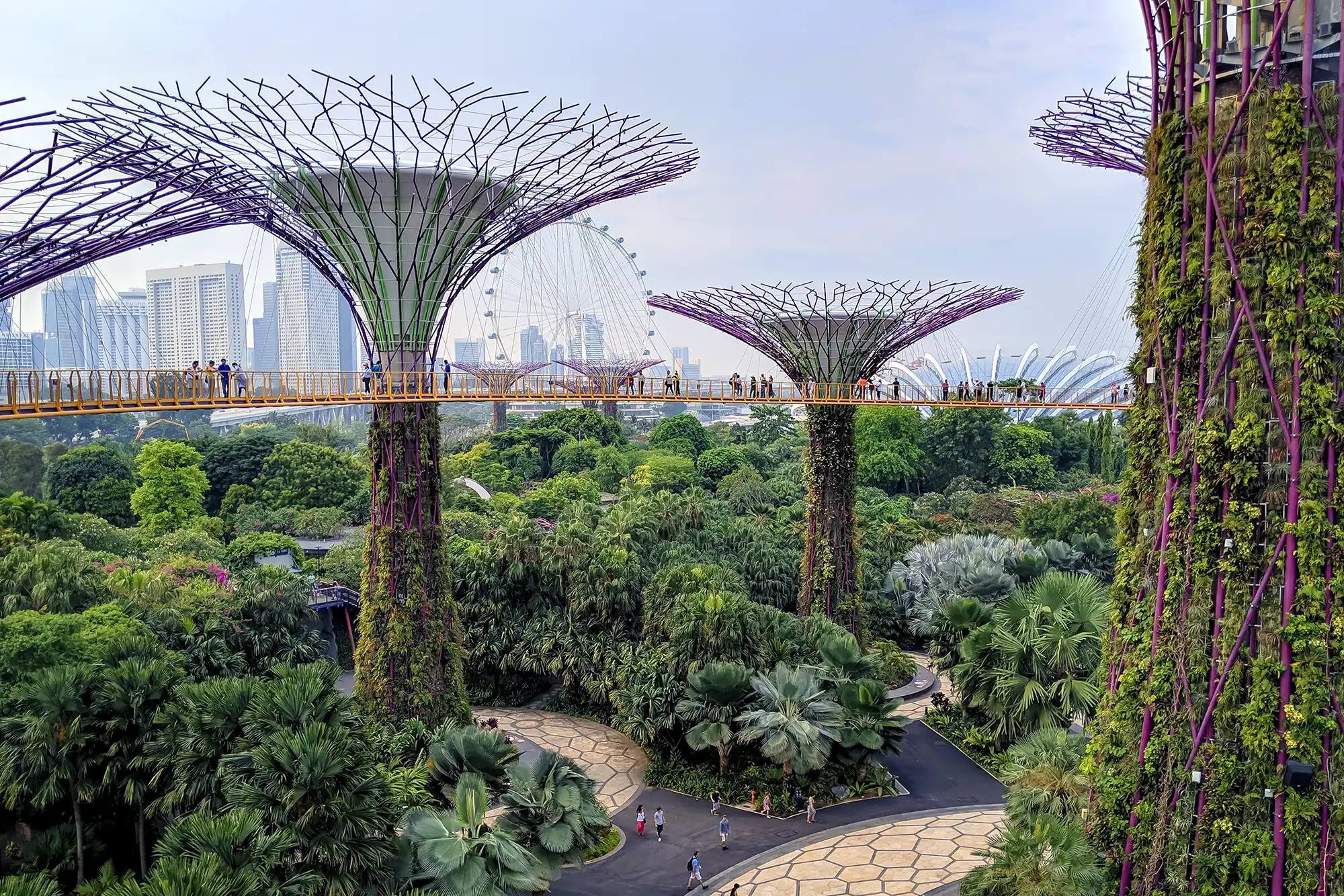 View of the Gardens by the Bay in Singapore, with its iconic Supertrees and a bridge over trees.