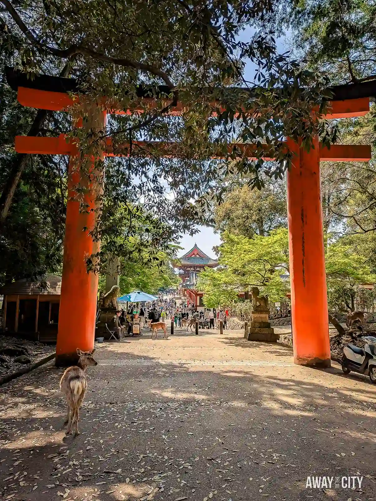 A large Torii gate with trees, a deer, and people in the background at Nara Park in Japan, one of the things to see on our 2-week Japan itinerary