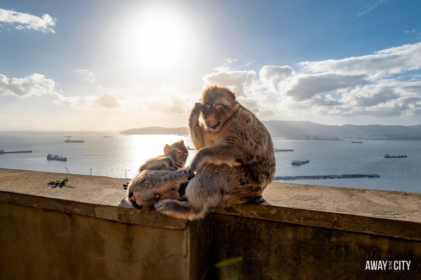 A picture of two monkeys sitting on a wall, silhouetted against the sunset over the sea at Gibraltar Nature Reserve's Upper Rock, which is home to almost 300 Barbary macaques.