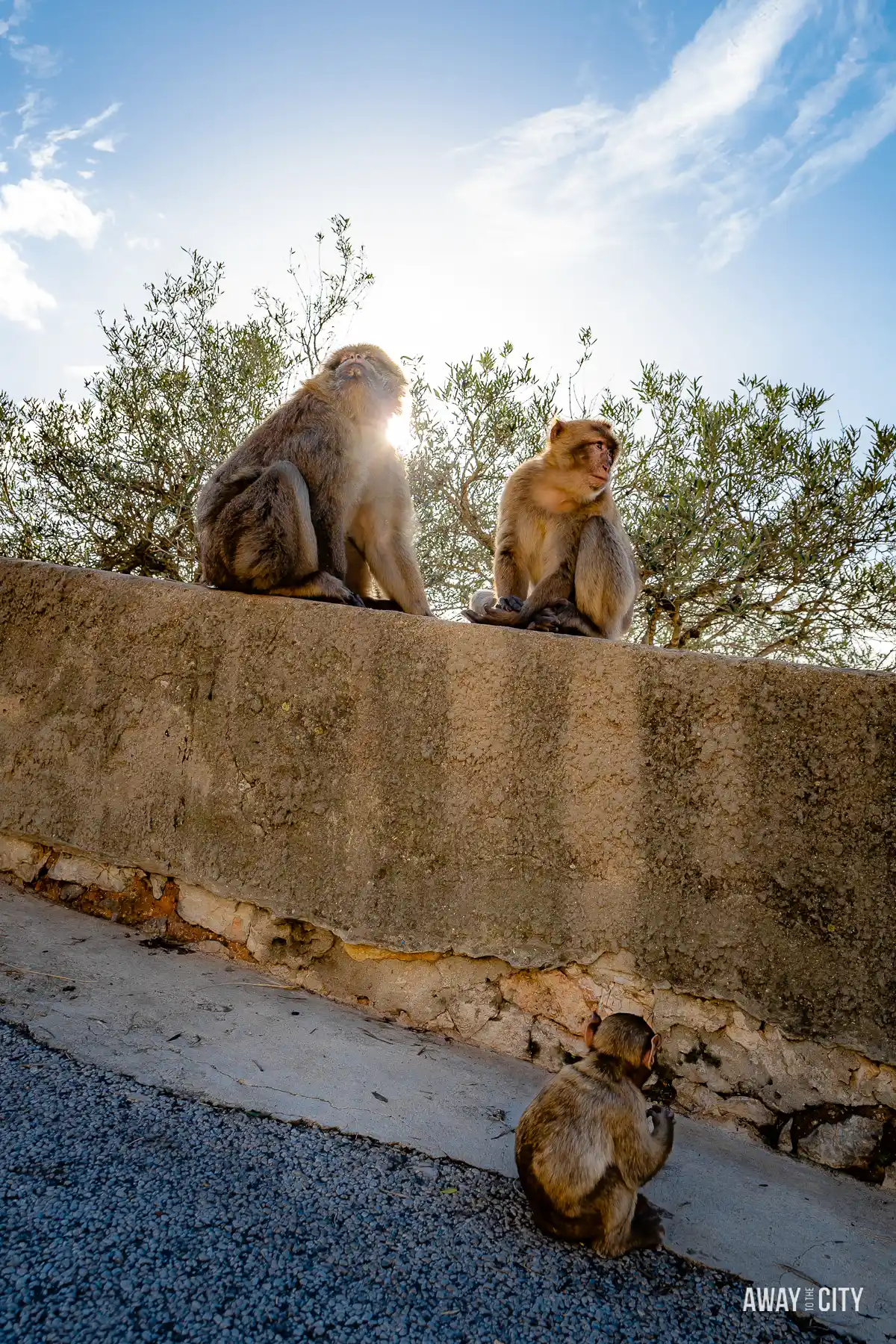 A picture of three Barbary macaques on a wall, with the golden hues of the sunset in the background at Gibraltar Nature Reserve's Upper Rock.