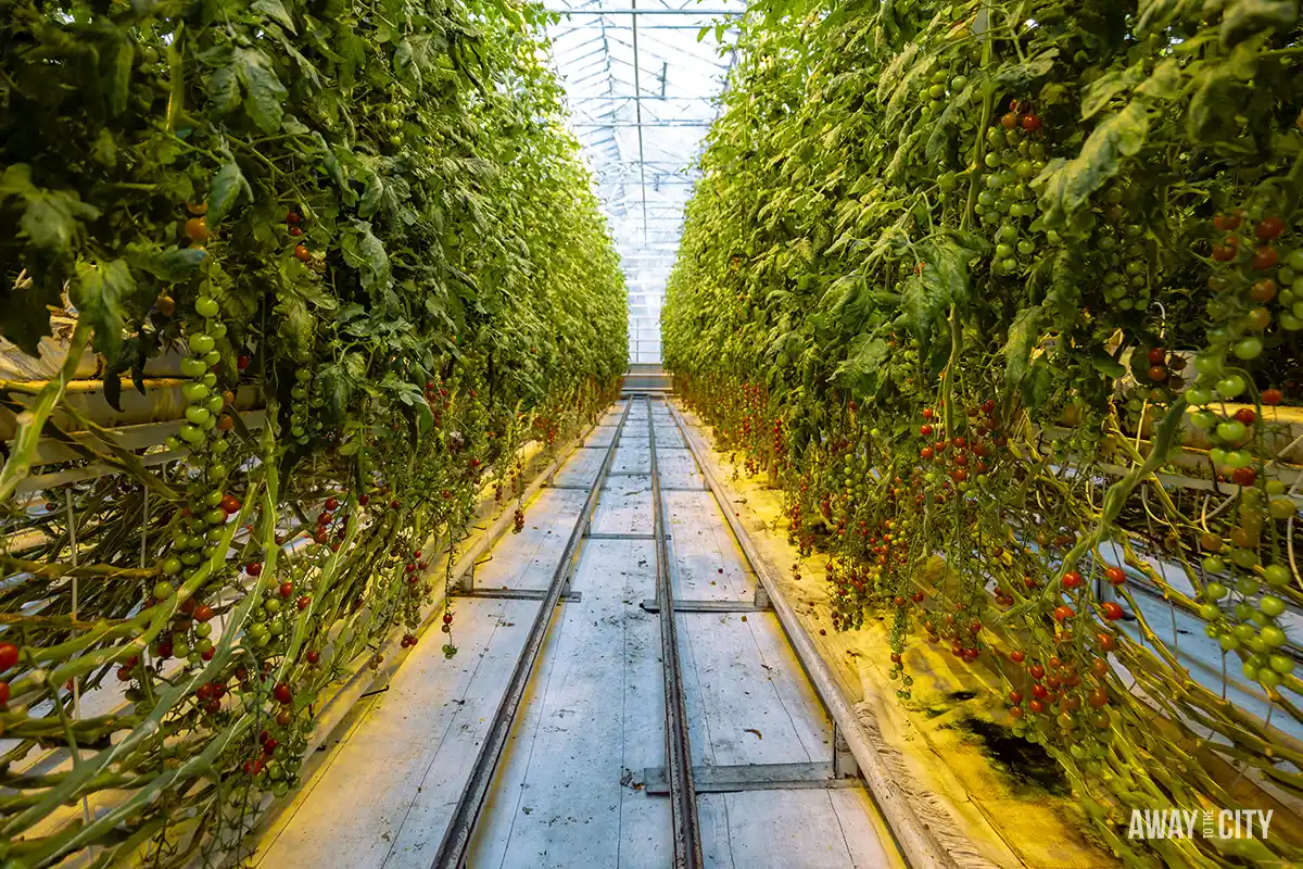 The tracks and the tomato plants in a greenhouse at the Fríðheimar Tomato Farm in Iceland, taken on a Golden Circle day tour from Reykjavik.