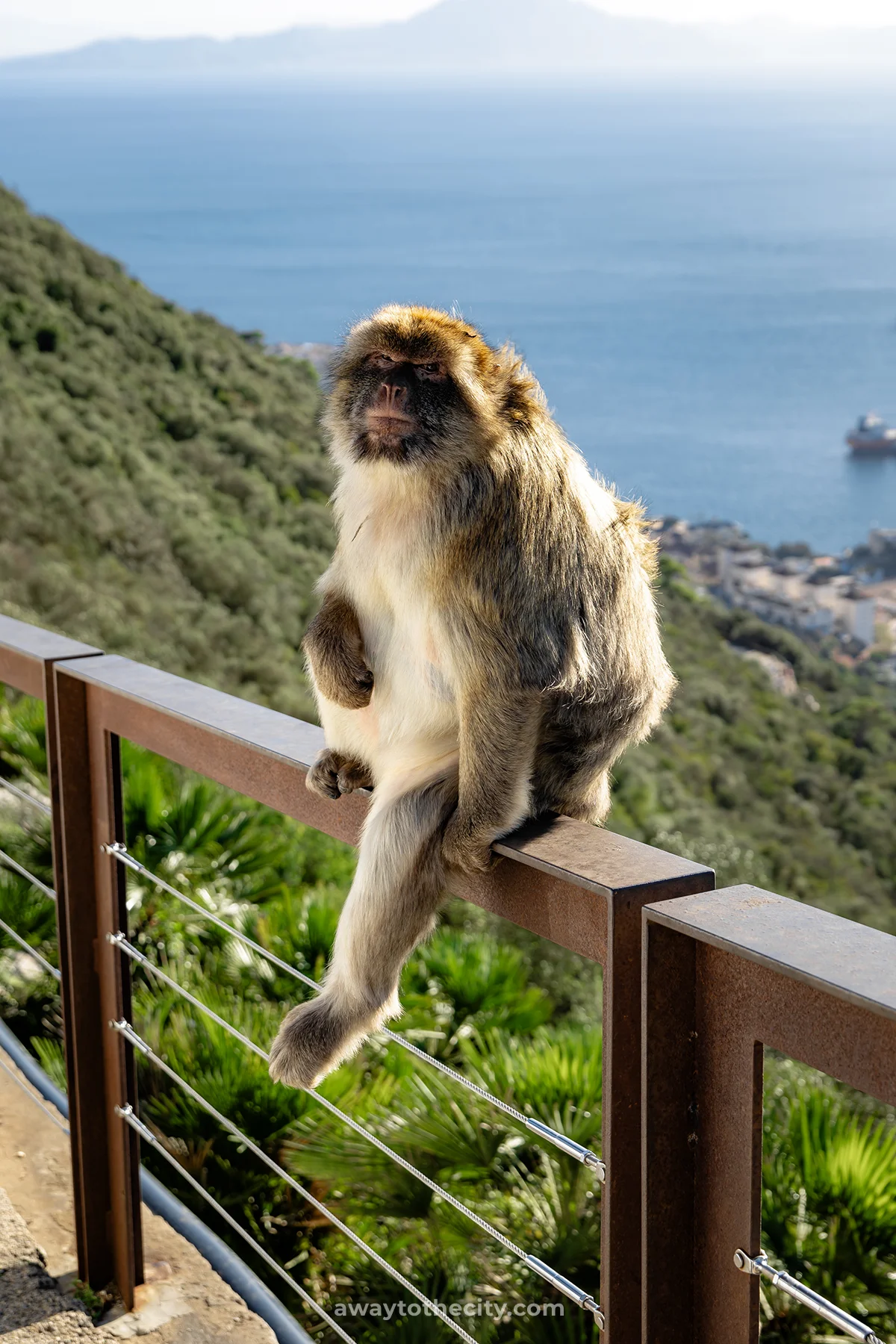 Summer Bucket List Ideas Gibraltar Monkey