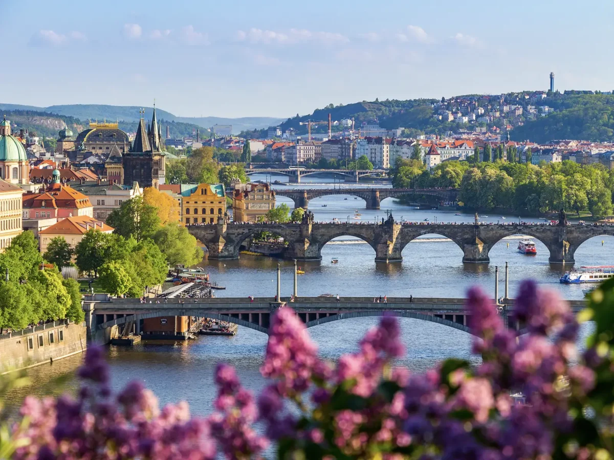A scenic view of Prague from Letná Park shows the Vltava River, with several bridges including the Charles Bridge, framed by lilac blossoms in the foreground.