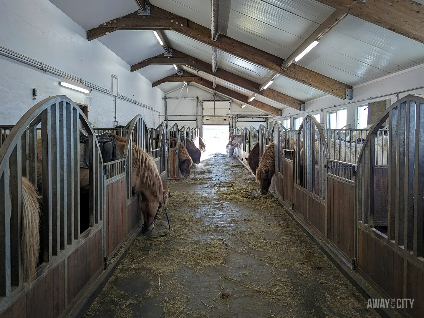 A long stable hallway in Reykjavik is lined with stalls on both sides, and several Icelandic horses with long manes are eating hay from their feeders.