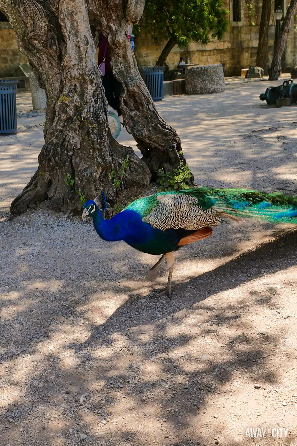Peacock walking beneath a large tree within Castelo de São Jorge (Saint George's Castle) grounds in Lisbon, its colourful feathers trailing behind.