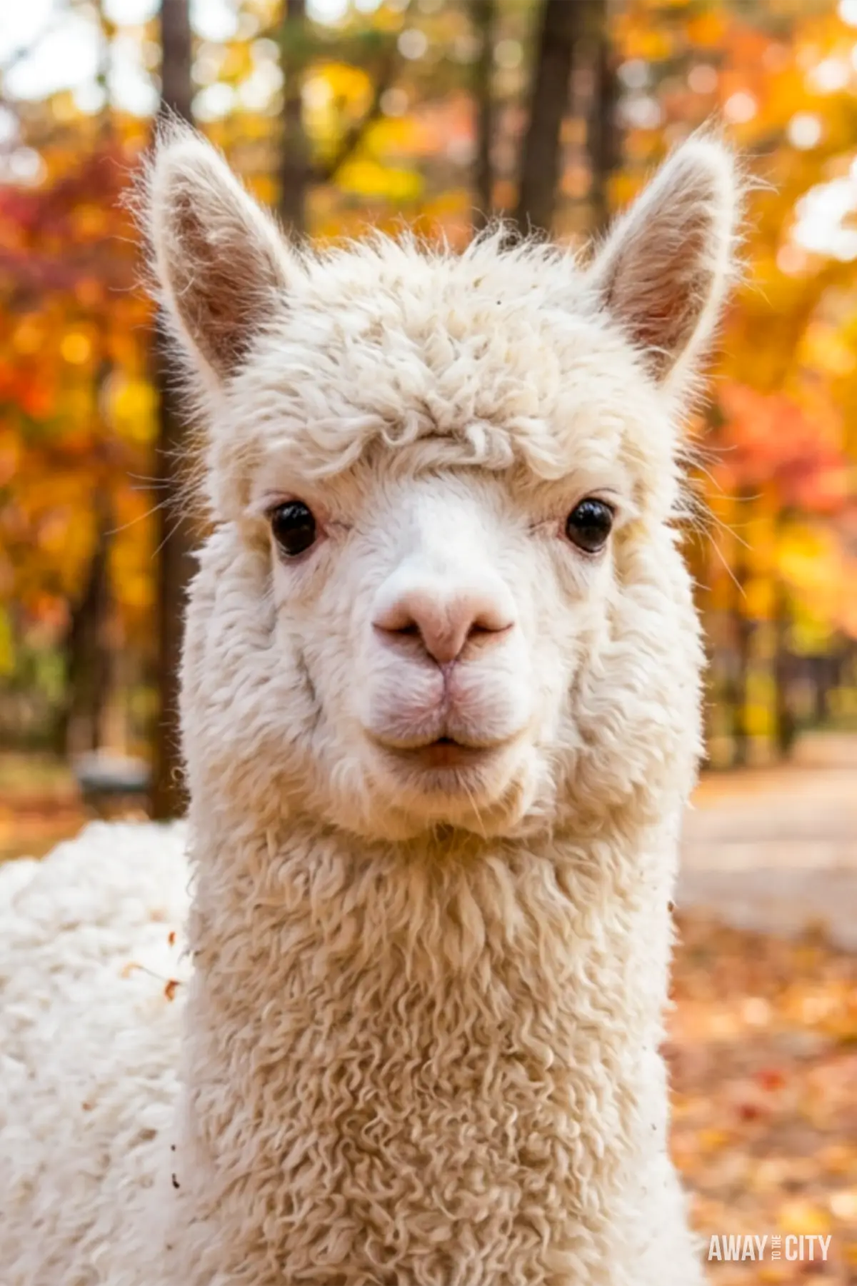 White alpaca facing the camera with autumn foliage in the background.