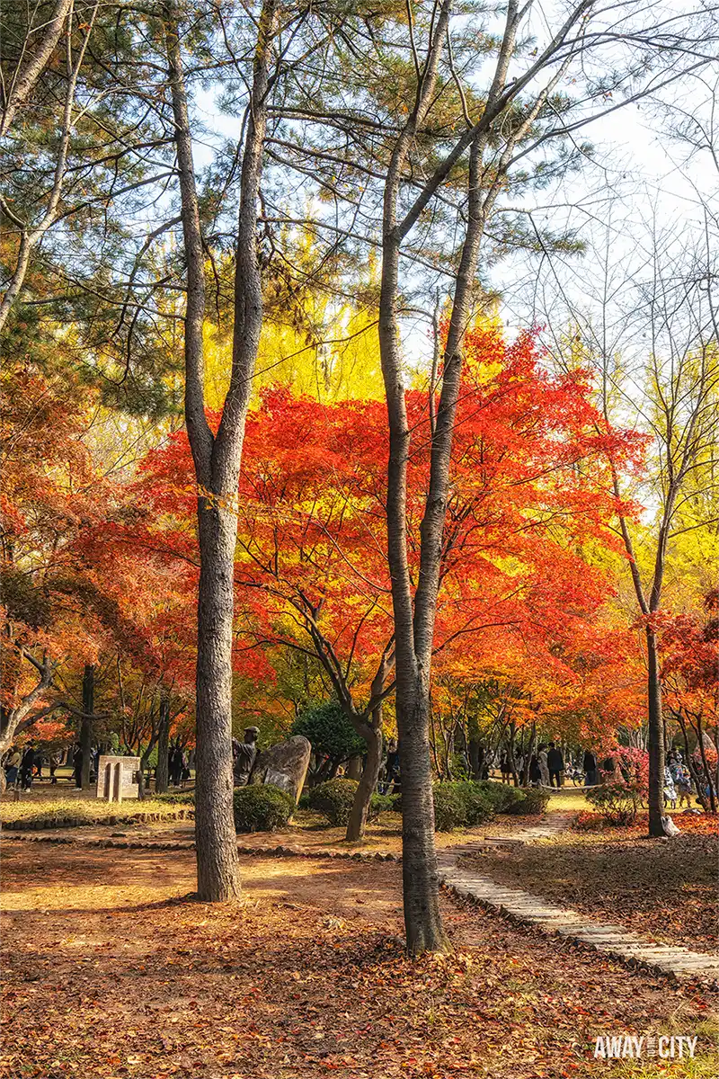 Tall trees frame vibrant red and golden autumn foliage on Nami Island, one of the tours that need to be pre-booked in Seoul.
