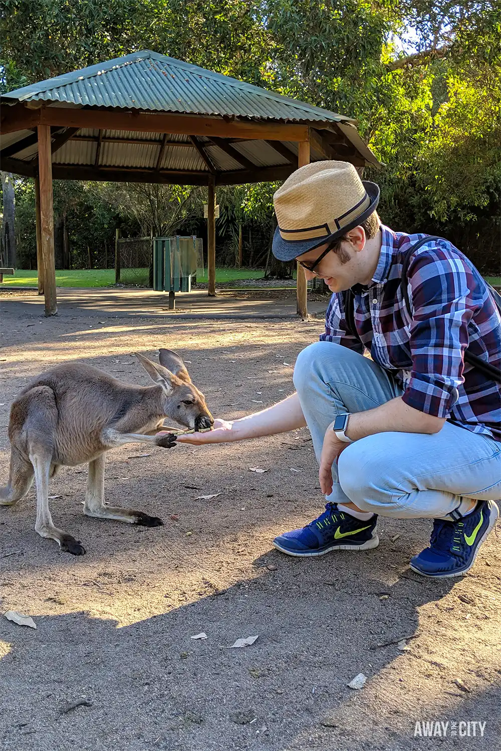 Person feeding a young kangaroo at Caversham Wildlife Park near Perth, Western Australia, with a shaded enclosure and trees in the background.
