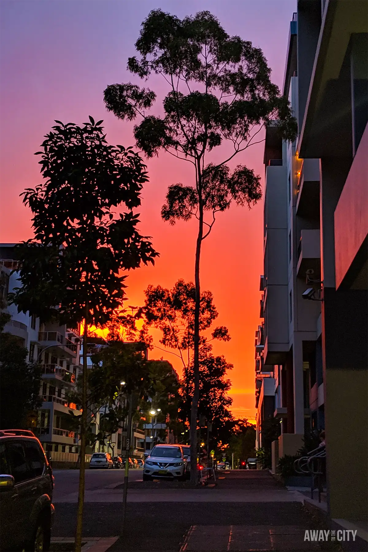 Dramatic orange and purple sunset glowing behind silhouetted trees along a residential street in Sydney, with parked cars and apartment buildings.