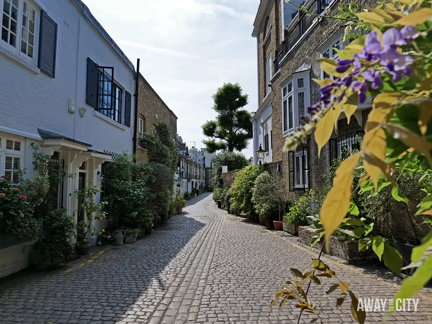 A cobbled residential street in London is lined with white and brown brick houses, overflowing with green and purple plants.