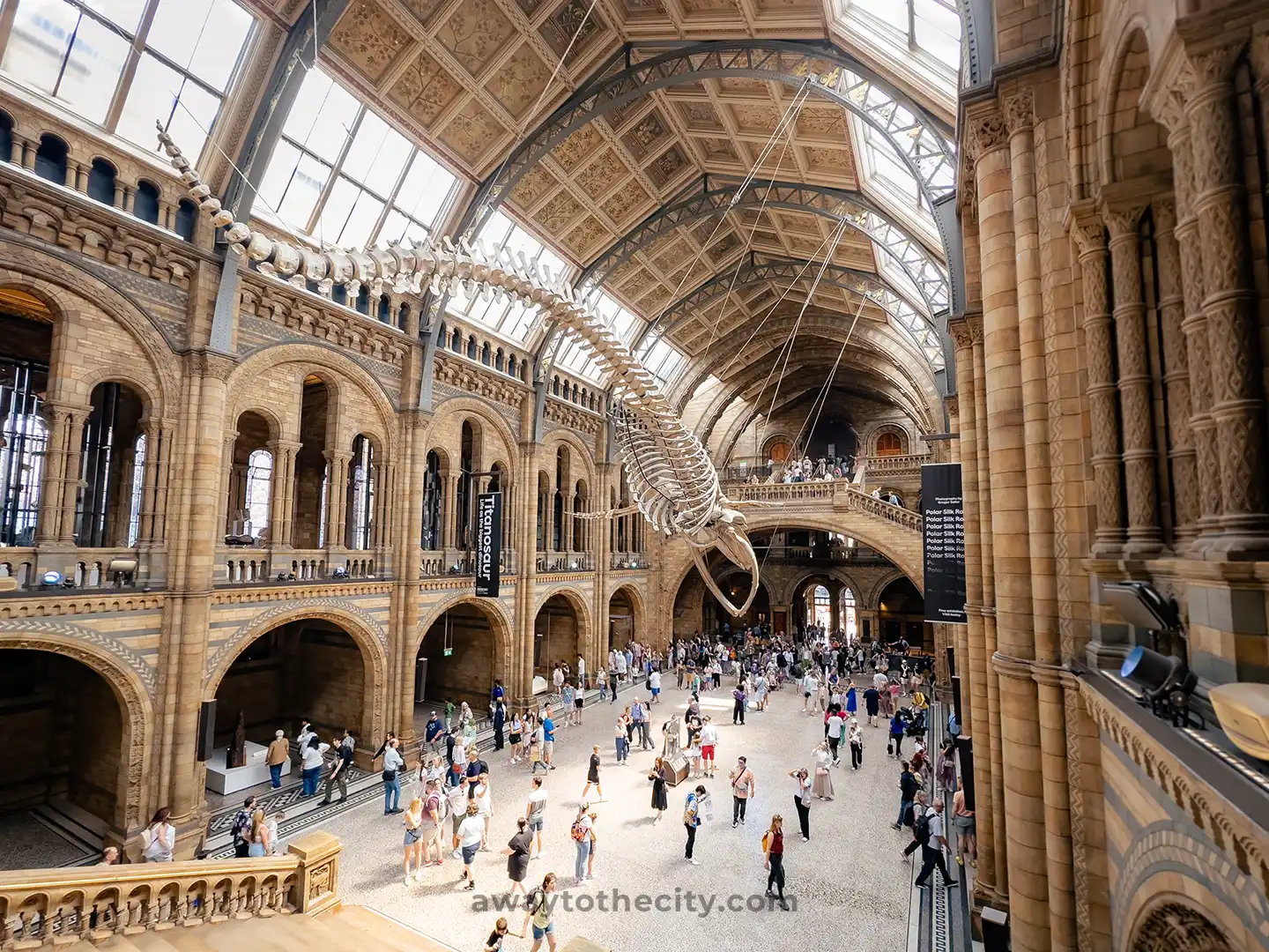 A massive blue whale skeleton hangs from the ceiling of the Natural History Museum's grand Hintze Hall.
