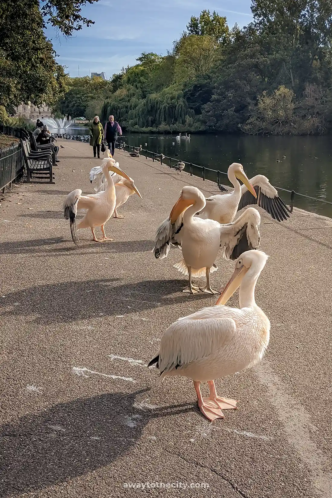 Several large pelicans are gathered on a path by the water in St. James's Park, with people in the background.